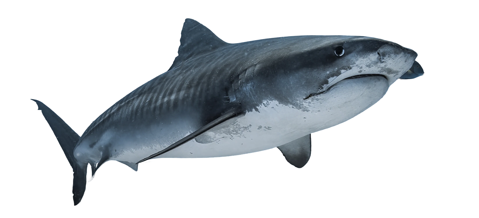 Shark